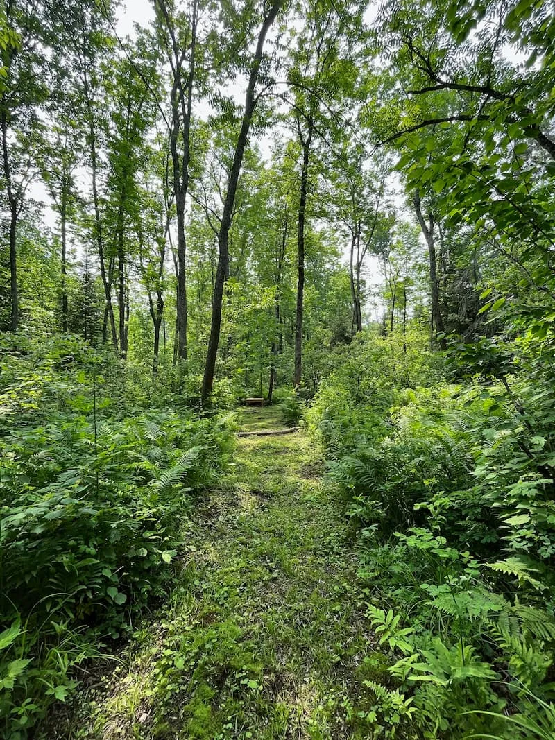 A green path along one of the many trails at Camp Blaze Retreat.